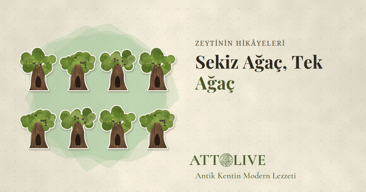 Zeytin Ağacı Nasıl Çoğaltılır? Kudüs'ün 900 Yıllık Ağaçları