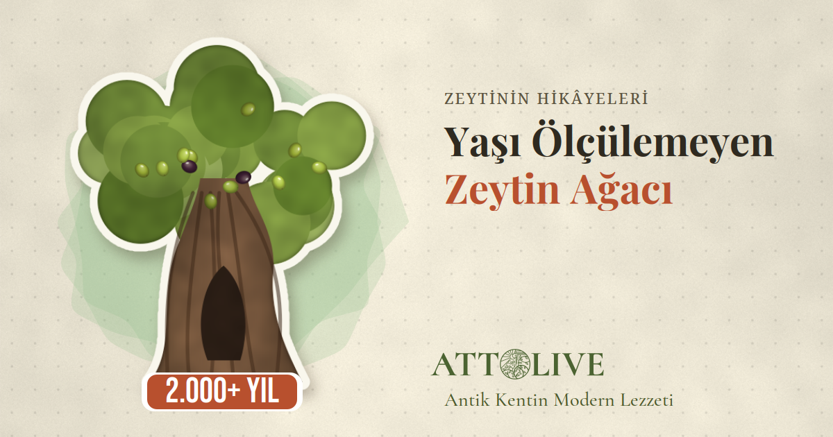 Dünyanın En Yaşlı Zeytin Ağacı Kaç Yaşında? Vouves Ağacı