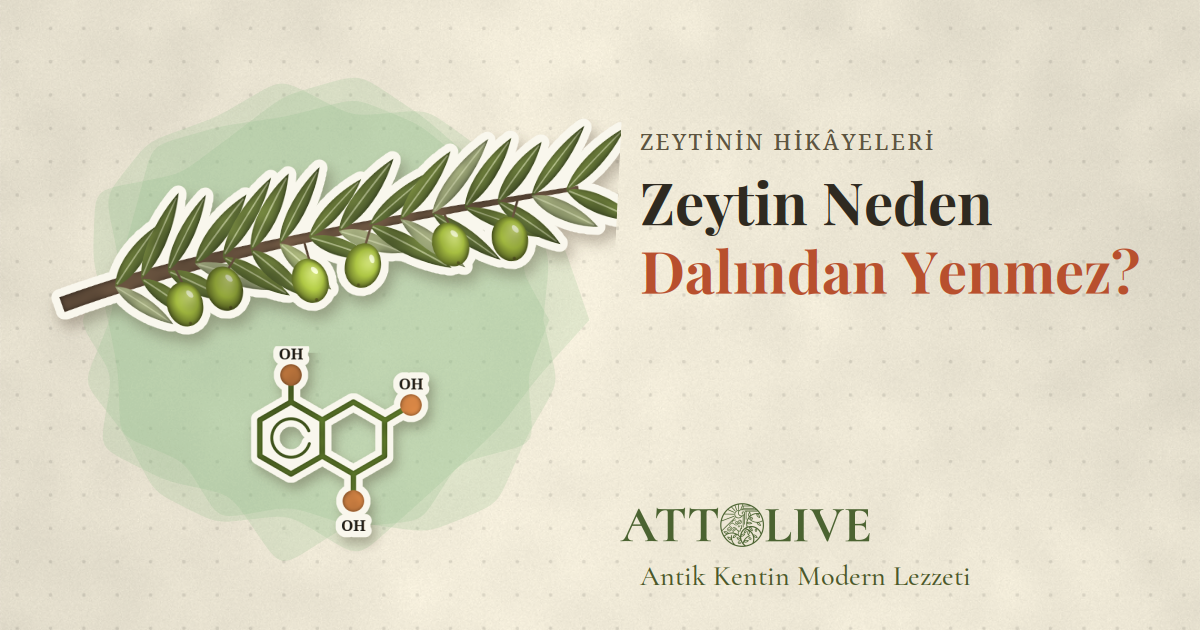 Zeytinyağı Neden Acı Olur? Acılık Kusur Değil