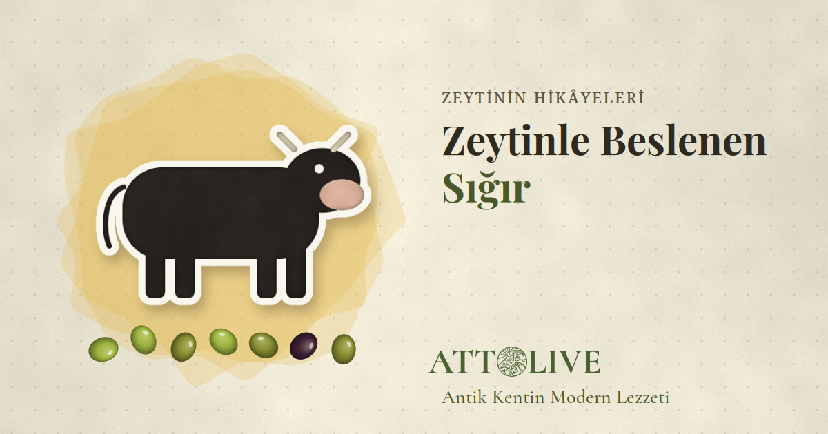 Zeytin Posası (Pirina) Nedir, Ne İşe Yarar?