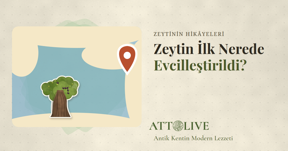 Zeytinin Anavatanı Neresi? DNA Çalışması Ne Diyor?