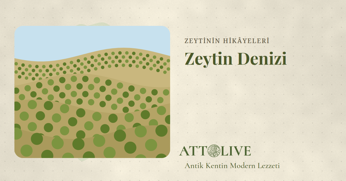Butik Zeytinyağı Nedir? Jaén'in Zeytin Denizi ile Farkı