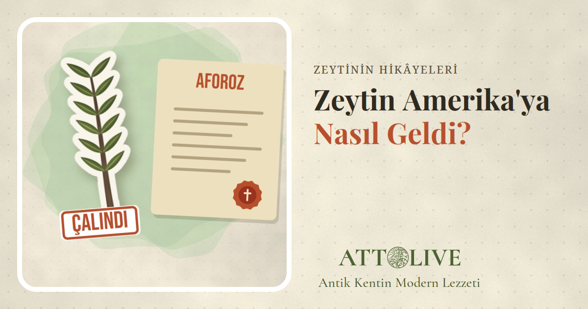 Toprağa dikilecek bir zeytin çeliği ve kırmızı mühürlü bir aforoz belgesini gösteren çizim