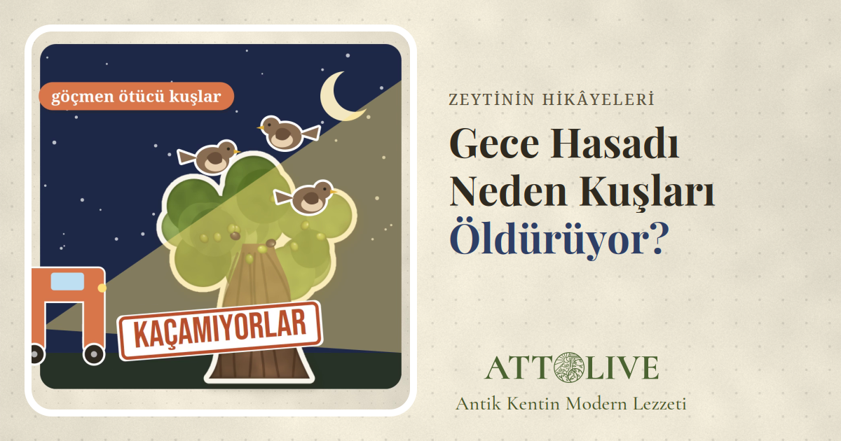 Gece ışıklı hasat makinesinin yanında, zeytin dalında uyuyan küçük kuşları gösteren çizim