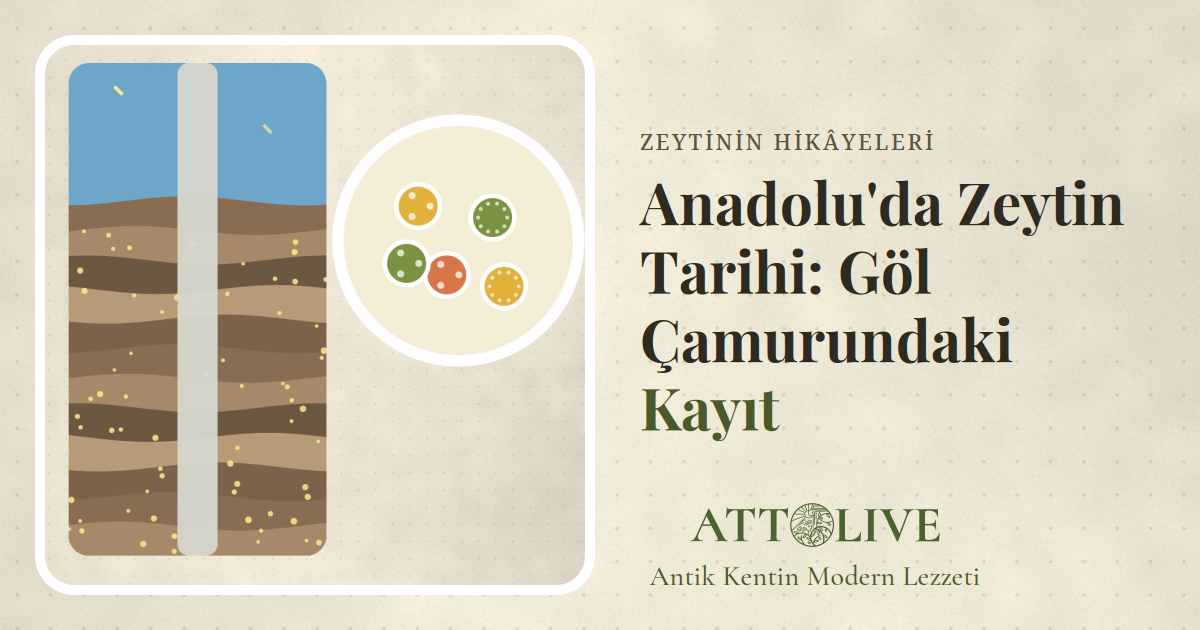 Göl dibindeki çamur katmanları ve içindeki zeytin polenlerini gösteren kesit çizimi