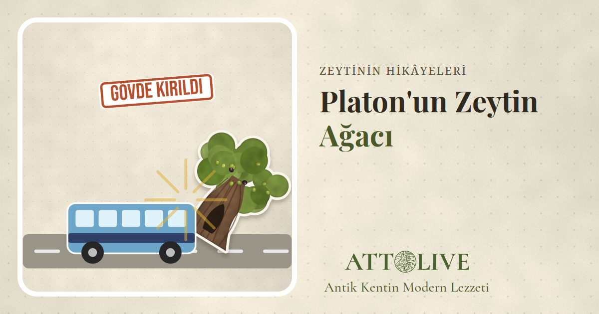 Yol kenarında bir otobüsün çarptığı yaşlı bir zeytin ağacını gösteren çizim
